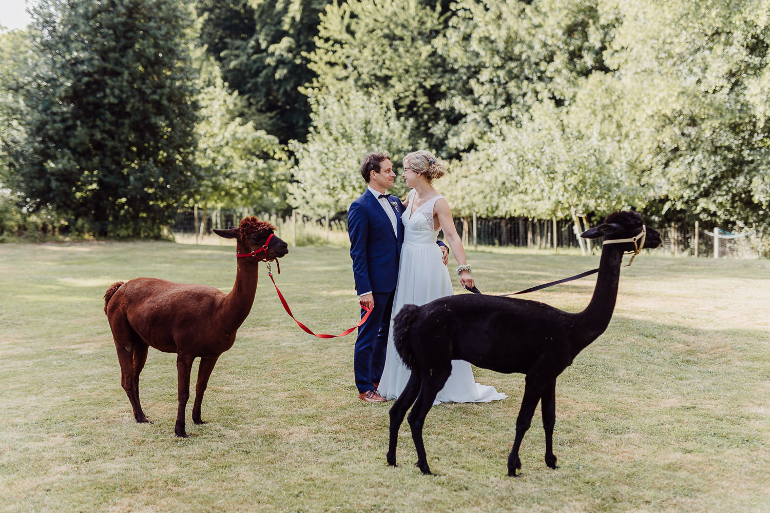 Foto mit Alpakas bei Hochzeit auf dem Hof von Laer